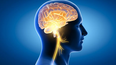 Brain Health / Memory / Kids - impressed